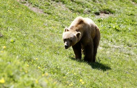 Bear Napa walks on a meadow at the Arosa Baerenland sanctuary in the mountain resort of Arosa