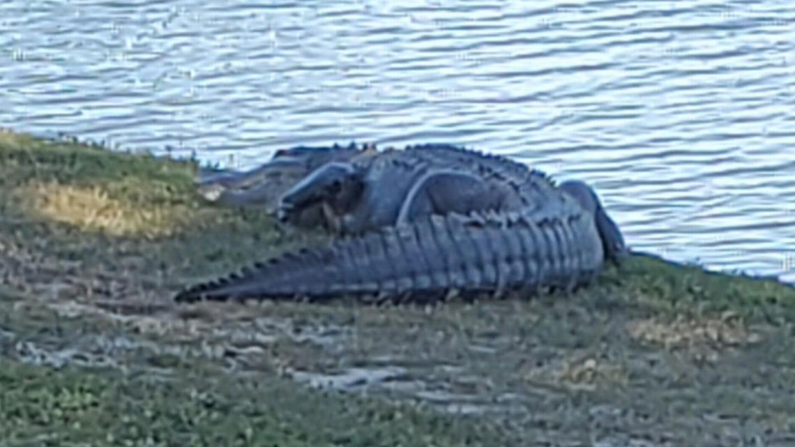 ‘Es Godzilla’: ¿Cocodrilo contra cerca de metal? Mira lo que ocurrió con el reptil de la Florida