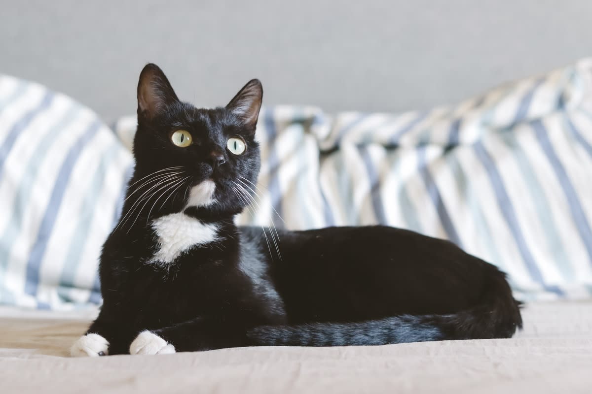 Tuxedo kitty lying on a bed<p>Jilin Su via Shutterstock</p>