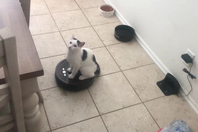 Boogie the cat riding a Roomba