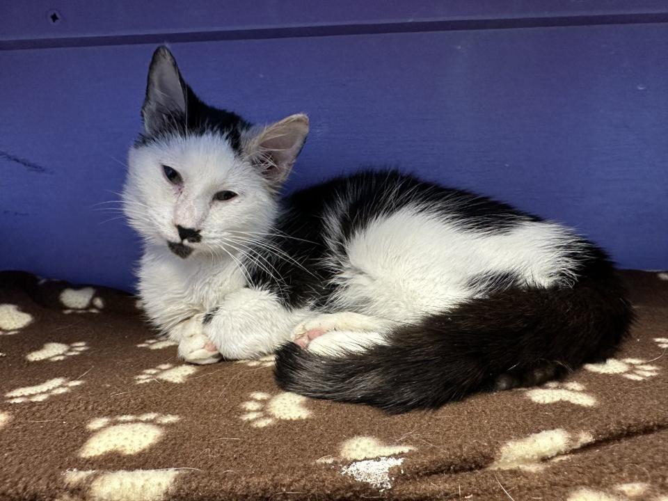 Ames Animal Shelter staff has been hard at work providing care for the rescued cats, who have been treated for upper respiratory infection, fleas, ticks and internal parasites. Staff does not anticipate any long-lasting health effects.