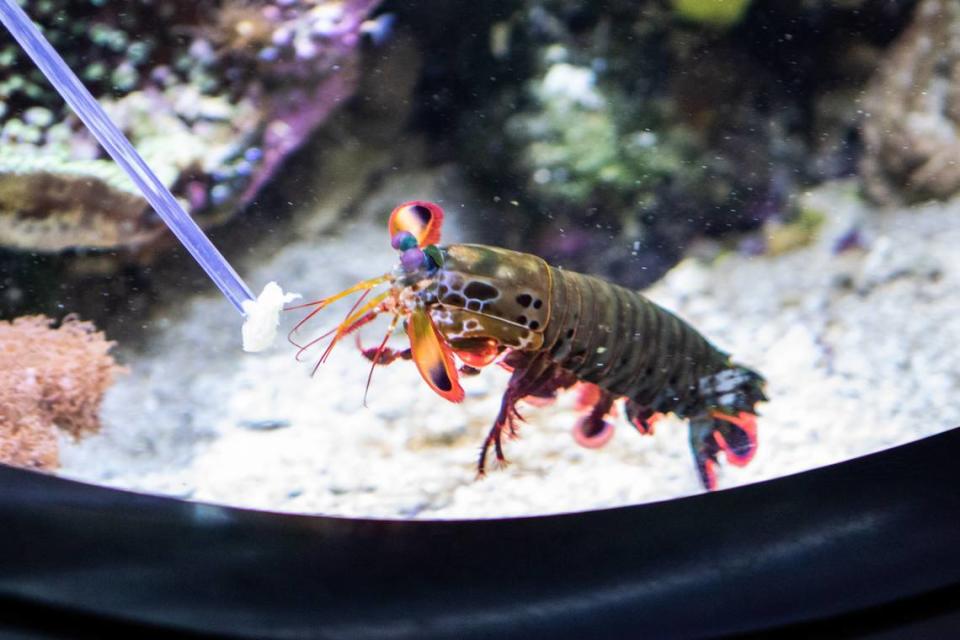 Peacock mantis shrimp like Douglas are “called thumb-splitters in the aquarium business,” said Elliot Provance, director of living collections and exhibitions at Discovery Place.