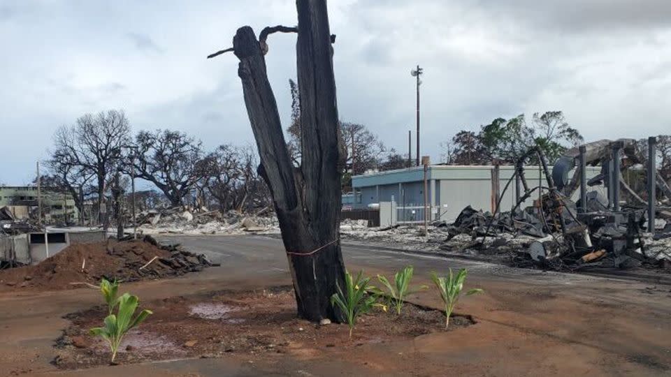 A Kumu 'ulu tree charred by Maui's wildfires. - Chris Imonti