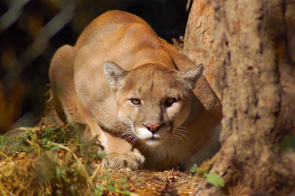 A mountain lion crouches down on the ground in warm afternoon light.