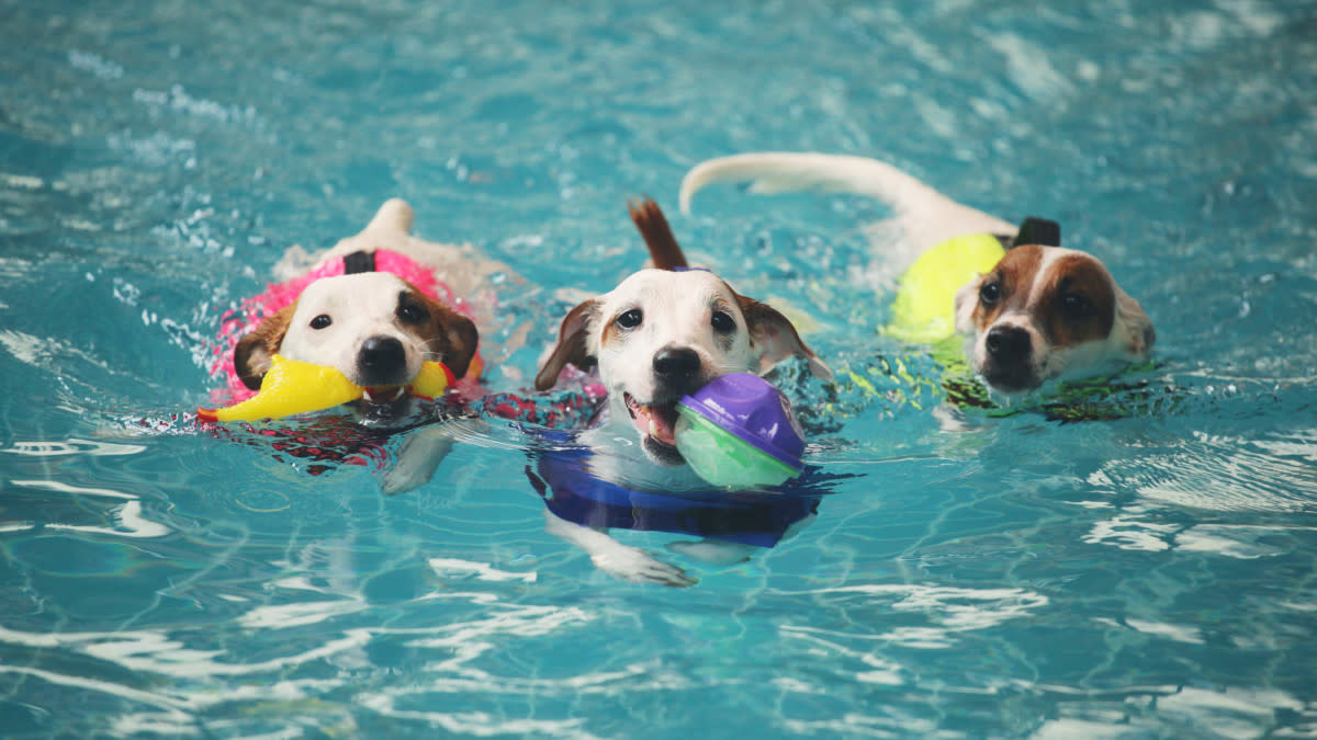 Not all dogs are natural swimmers. <p>Shutterstock/pommy</p>