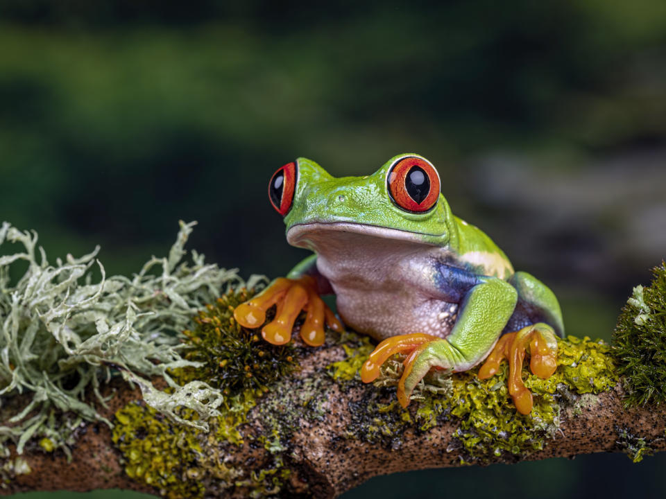 Closeup of a frog