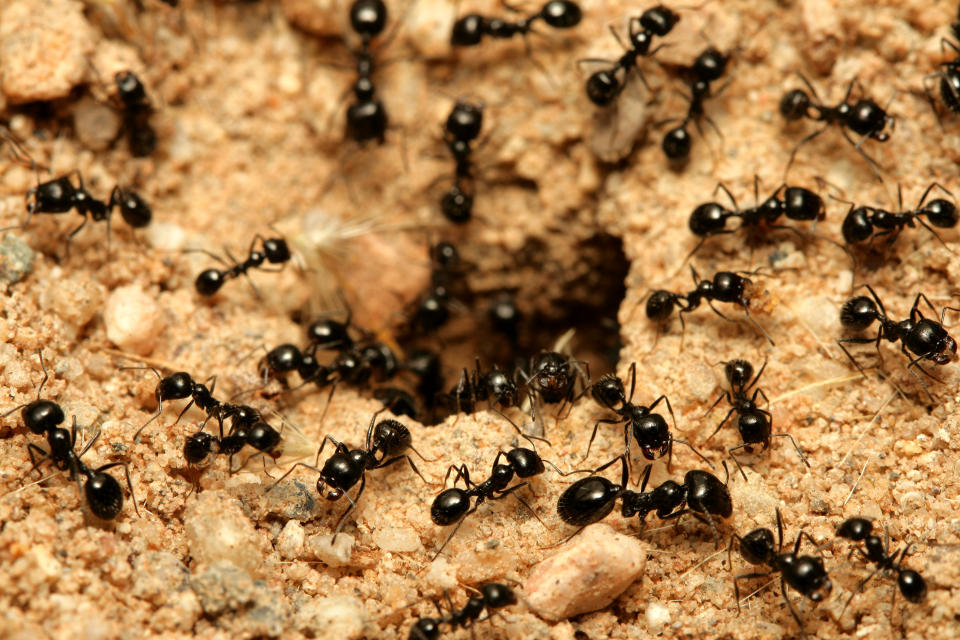 La nueva estimación de la población de hormigas en la Tierra supera con creces a las anteriores. (Foto: Getty Images)