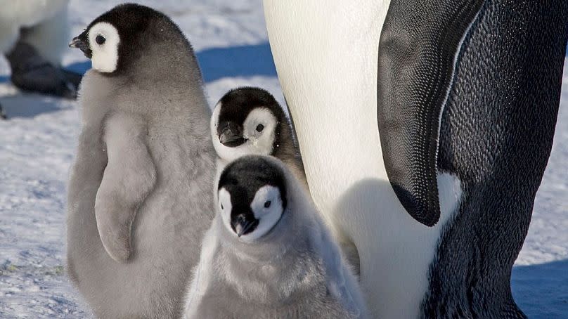 Cette photo de 2008-2009 fournie par le British Antarctic Survey en janvier 2024 montre un manchot empereur adulte et des poussins sur la glace de mer à Halley Bay