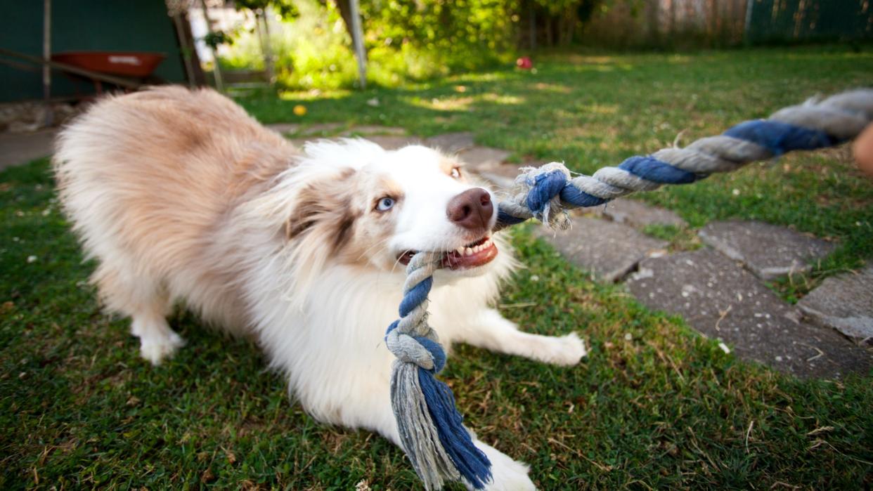  Playful Aussie Shepard puppy tugs on rope with it's master 