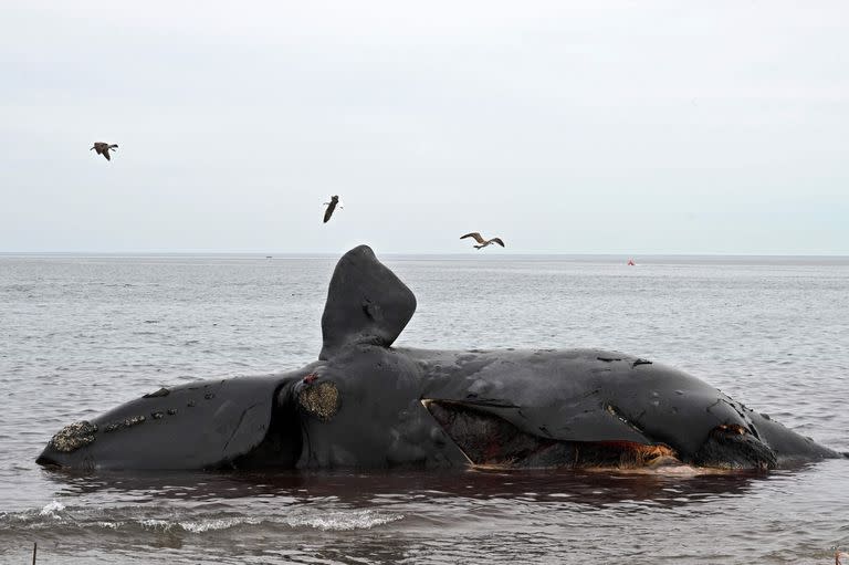 Al menos 13 ballenas francas australes muertas aparecieron en la costa del Golfo Nuevo y el santuario de Península Valdés en los últimos días. La causa de su muerte está siendo investigada, informó el Instituto de Conservación de Ballenas (ICB)