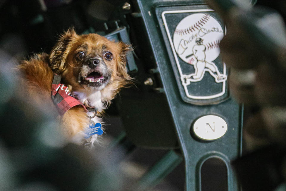 Dodger fans bring their dogs to the ballpark during "Bark in the Park" as the Oklahoma City Dodgers play the Salt Lake Bees at Chickasaw Bricktown Ballpark in Oklahoma City on Wednesday, Sept. 28, 2022.