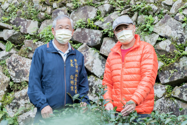 植茶轉型有成打造天然茶園　坪林里長響應有機農法