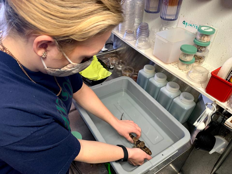 Marine Science Fellow handling a catshark