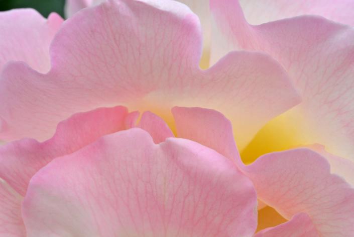 Dave Skinner of Stockton used a Nikon D7100 DSLR camera to photograph a rose at the World Peace Garden in University Park in Stockton.