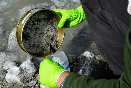 Hannes Peter of the Alpine and Polar Environment Research Center (Alpole) from the Ecole Polytechnique Federale de Lausanne (EPFL) collects microorganisms from a stream to extract their DNA to better understand how they have adapted to their extreme environment, near the Rhone Glacier in Furka, Switzerland, September 13, 2018. REUTERS/Denis Balibouse