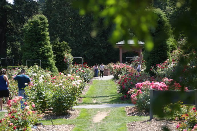 <em>Visitors at the International Rose Test Garden in Portland, Ore., July 29, 2020. (KOIN)</em>