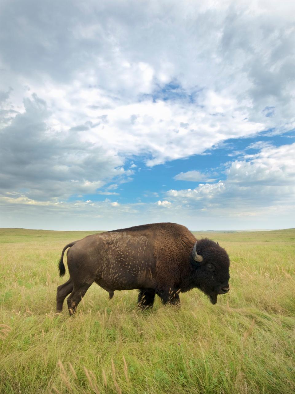 A bison grazes at The Nature Conservancy’s Joseph H. Williams Tallgrass Prairie Preserve in Osage County. The herd is the Conservancy’s largest with more than 2000 bison.