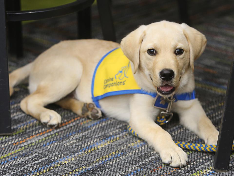Scooby II is a 3-month-old golden retriever-Labrador mix currently being raised for Canine Companions by Mike Hartsky.