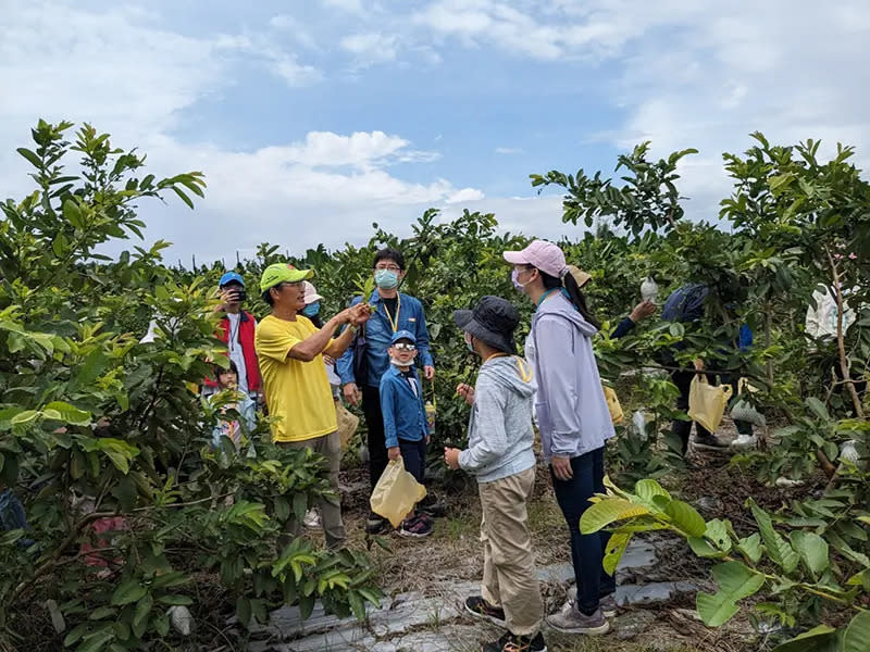 ▲中華醫事科技大學USR團隊與玉井在地青農合作舉辦親子食農經濟學習營，體驗採果樂。（圖／中華醫大提供）