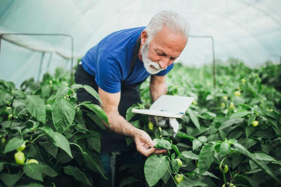 A senior man planting peppers at his greenhouse and writing down the progress.