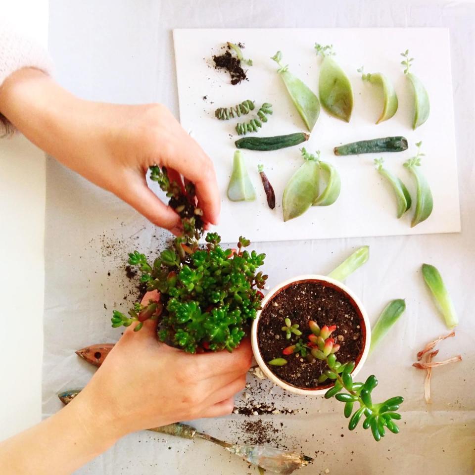 6) You can use succulent cuttings to grow new plants.