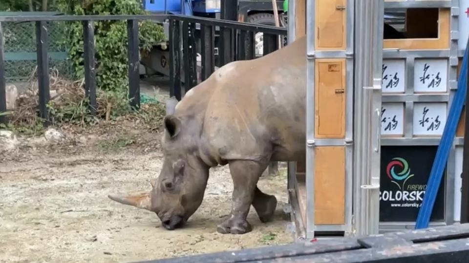 原住在六福村野生動物園區犀牛妹艾瑪在8日飛往日本。（圖／六福旅遊集團提供）