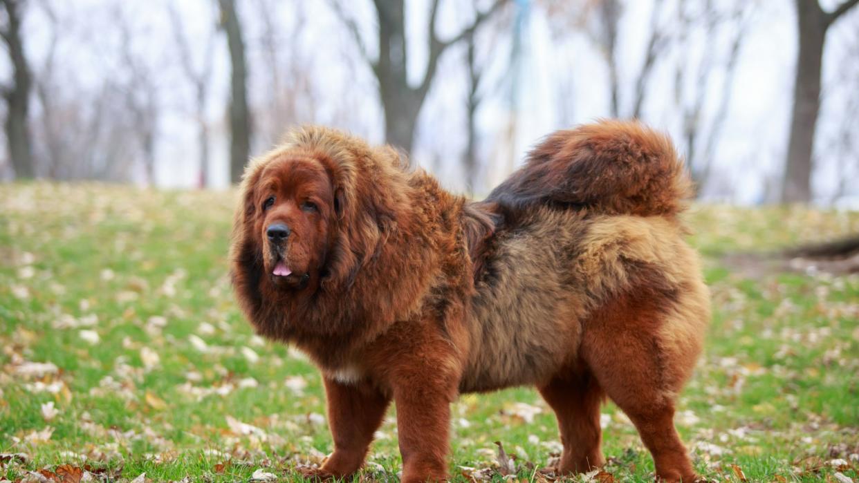 Tibetan mastiff standing in the grass