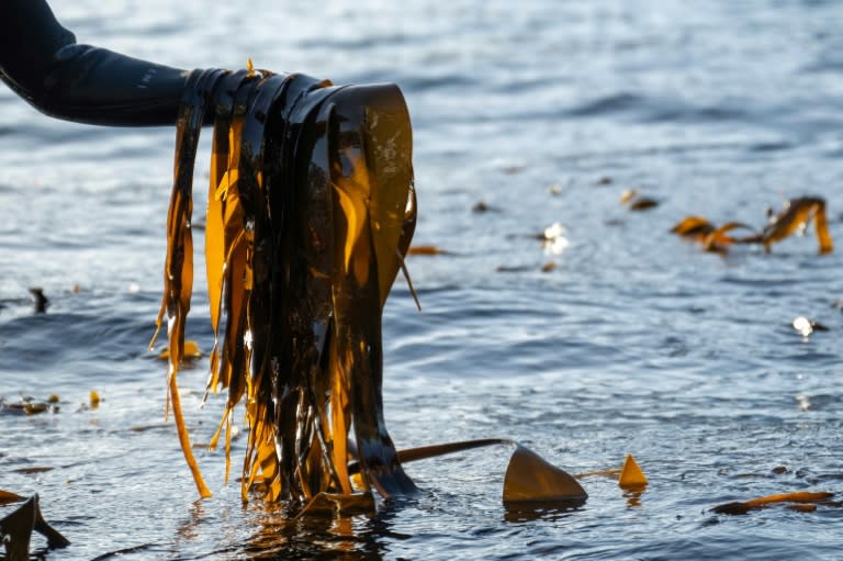 Tamara Singer, cofundadora de la empresa Lofoten Seaweed, recoge algas nori fingertare en un fiordo en Vareid, en las islas noruegas Lofoten, el 4 de marzo de 2024 (Olivier Morin)