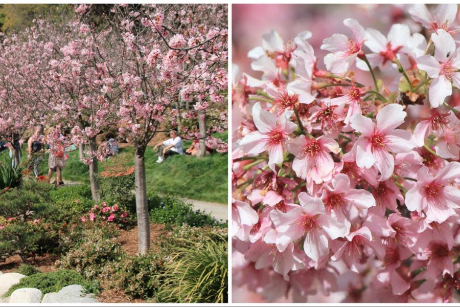 Florecen hermosos árboles de cerezo en Jardín Japonés de Balboa Park 