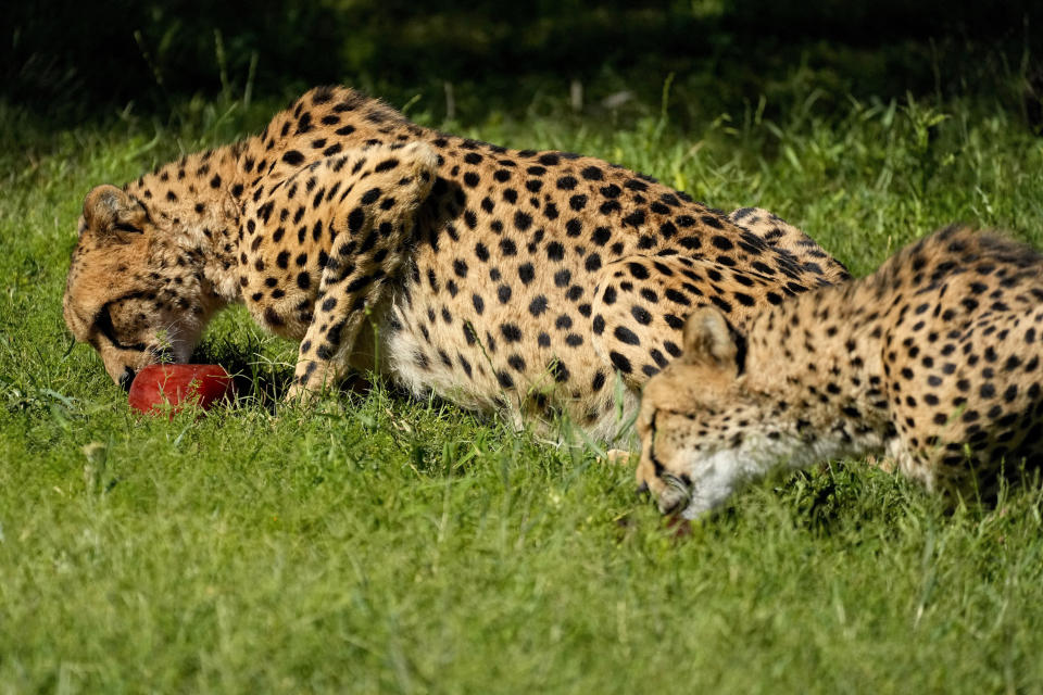 Cheetahs eat frozen bloodcicles at the Phoenix Zoo, Tuesday, June 27, 2023, in Phoenix. As triple digit temperatures become the norm, the zoo utilizes cooling techniques for the animals that include spraying, frozen treats, shaded areas, cooled pools of water, and earlier morning hours for guests in an effort to keep animals cool. (AP Photo/Matt York)