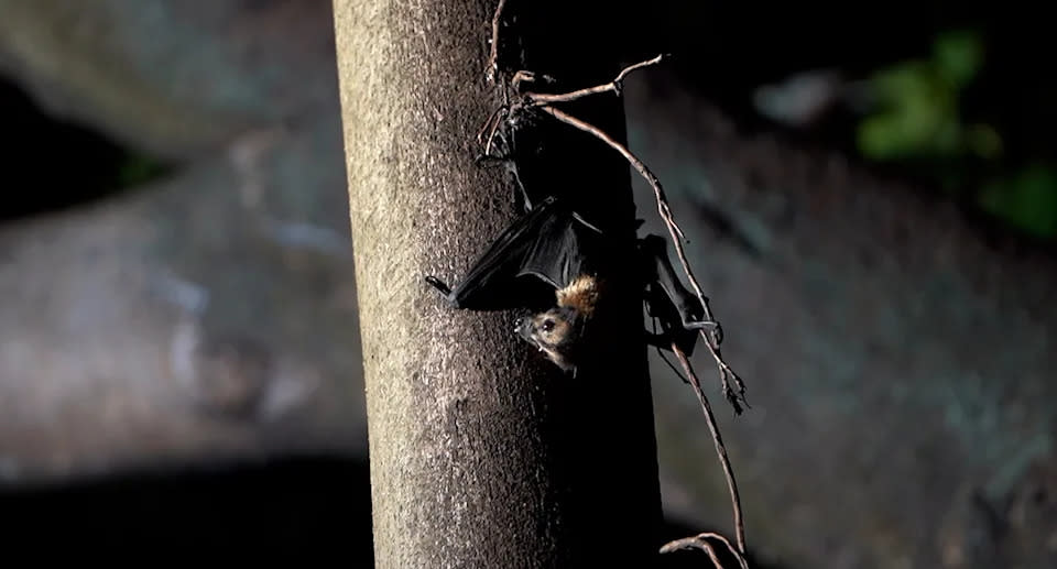 Cairns Regional Council used noise to disperse native bats from the city centre. Source: Supplied