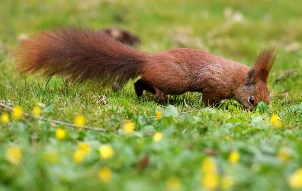 A squirrel is pictured in a garden in Greifswald, northeastern Germany, on April 13, 2015.            AFP PHOTO / DPA / STEFAN SAUER   +++   GERMANY OUT        (Photo credit should read STEFAN SAUER/AFP/Getty Images)