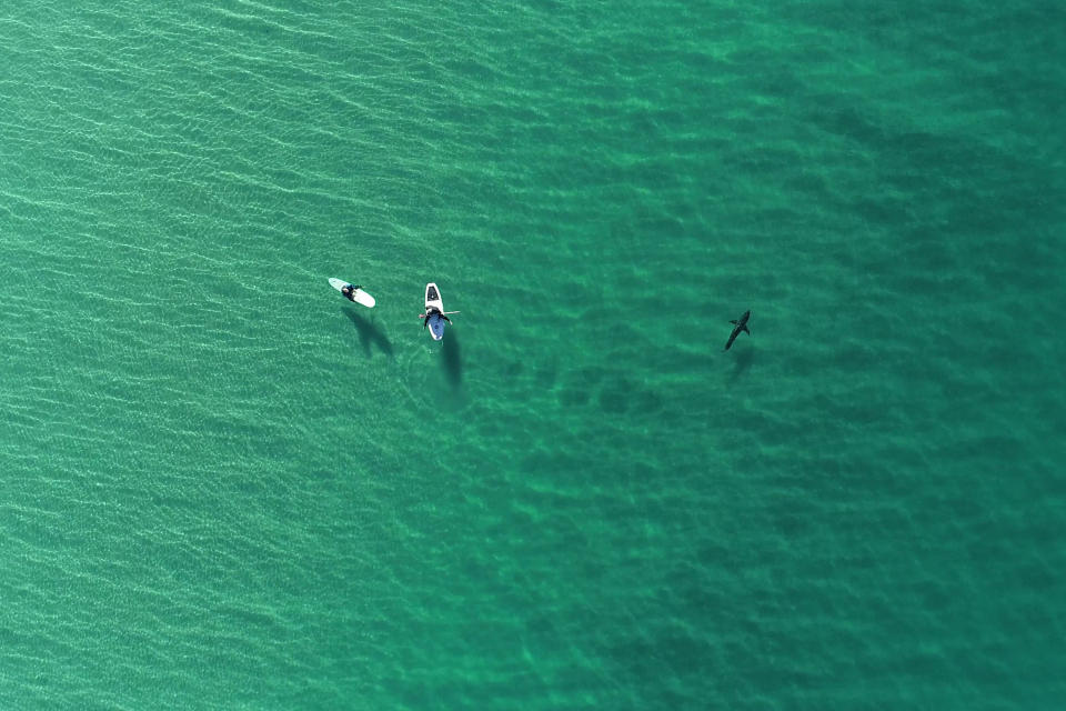 In this drone image provided by researchers with the Shark Lab at Cal State Long Beach, shows a juvenile white shark swimming along a couple of surfers on the Southern California coastline, May 31, 2023,. Researchers at California State University, Long Beach, used drones to study juvenile white sharks and how close they swim to humans in the water. There were no reported shark bites in any of the 26 beaches surveyed between January 2019 and March 2021. (Patrick Rex/CSULB Shark Lab via AP)