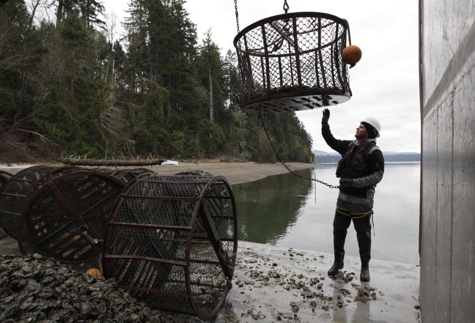 FILE - In this Dec. 8, 2011 file photo, Dammon Saunders, a deckhand with Taylor Shellfish Farms, reaches for a container as he transplants Totten Virginica oysters, on the waters of Oyster Bay in the Totten Inlet near Shelton, Wash. Oyster growers in Washington state are among those observing climate-related changes that are outside of recent experience, according to the National Climate Assessment report released Tuesday, May 6, 2014. (AP Photo/Ted S. Warren, File)