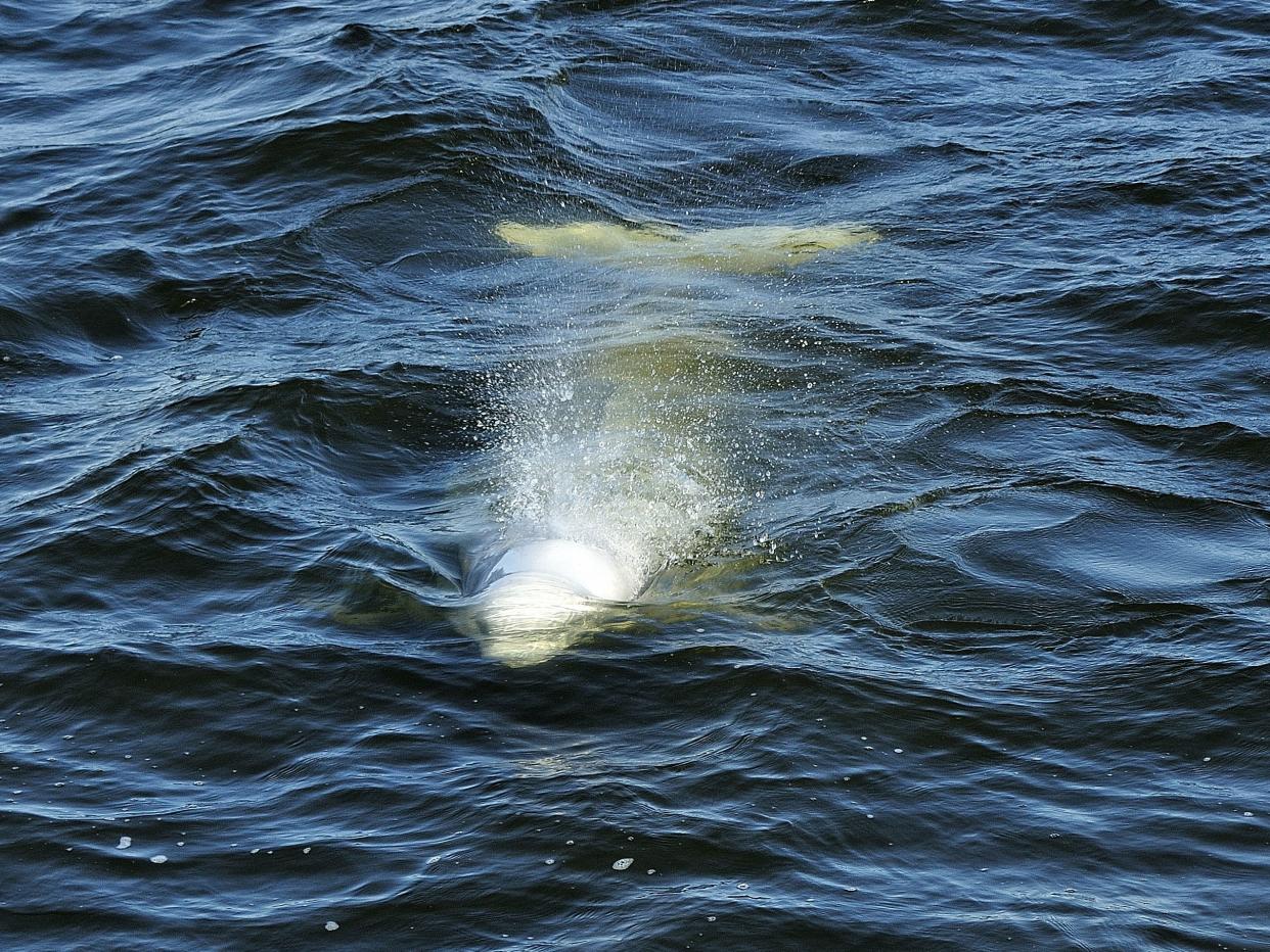 A beluga whale swimming in the Churchill River, MB, Canada