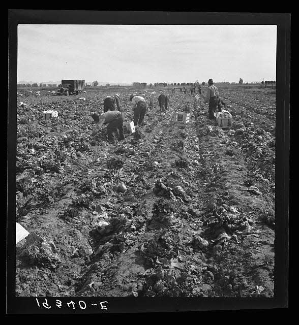 Filipino farmworkers harvest lettuce near Imperial Valley, Calif., around 1939.