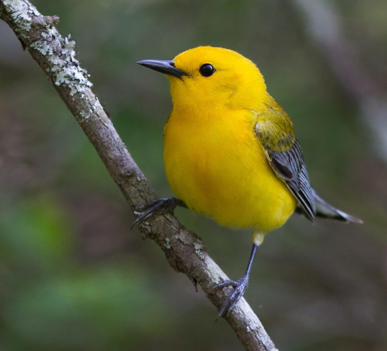 A prothonotary warbler at Great Dismal Swamp Refuge in Virginia.