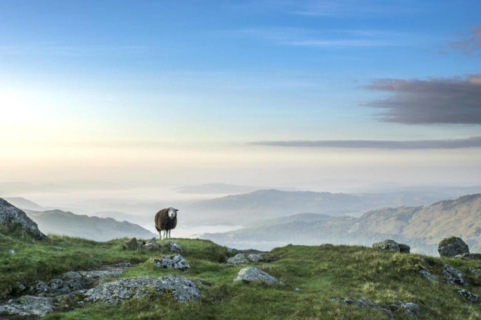 Follow the Herdwick: seek out some sheep (Getty)