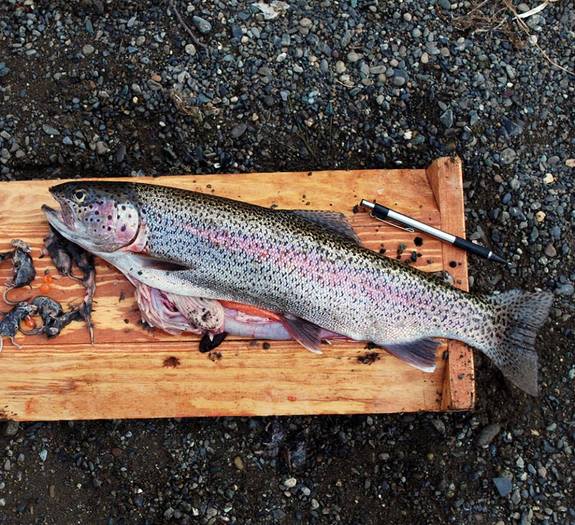 Small Trout Devours Nearly 20 Shrews