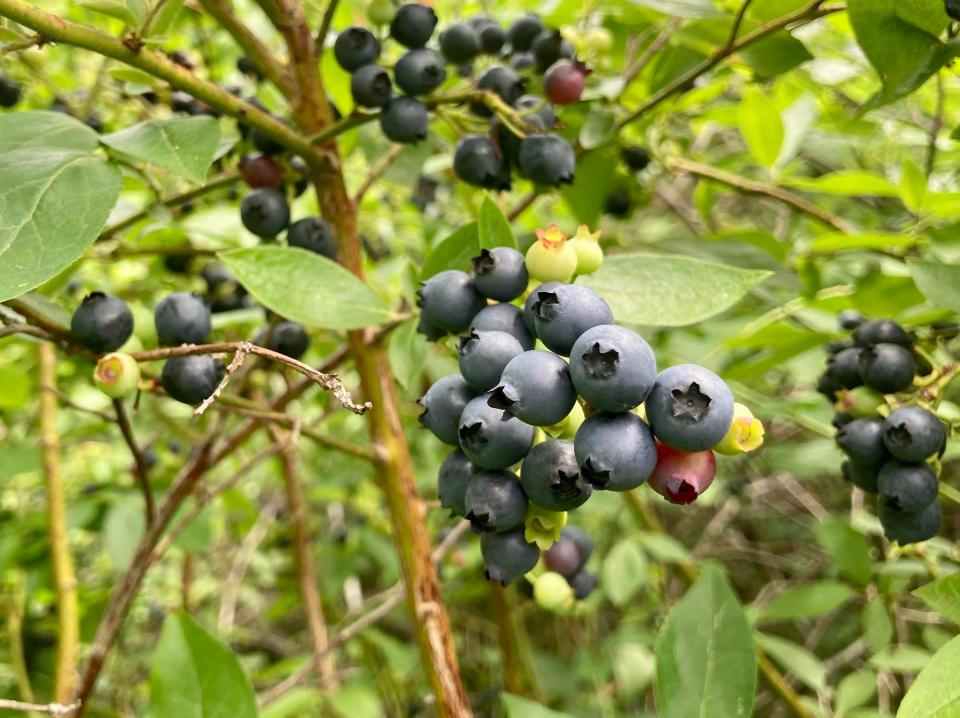 Blueberries in a secret Cape Cod patch. They may be the best fruit in the world!