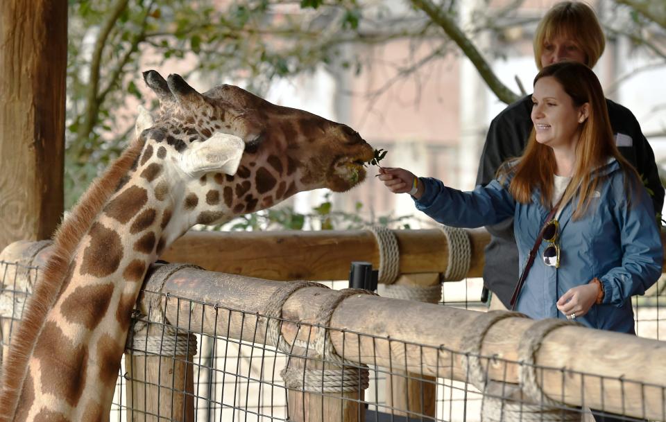 Jaraja, one of the reticulated giraffes at the Jacksonville Zoo and Gardens, receives a treat from zoo visitor Katie Krieger on the viewing stand. The giraffes are listed as vulnerable by the International Union for Conservation of Nature.