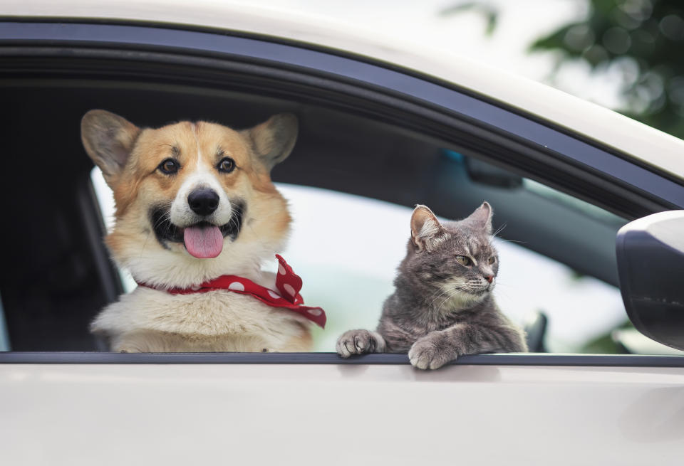 corgi puppy and a cute tabby cat stuck their muzzles and paws out of the car window during a summer trip