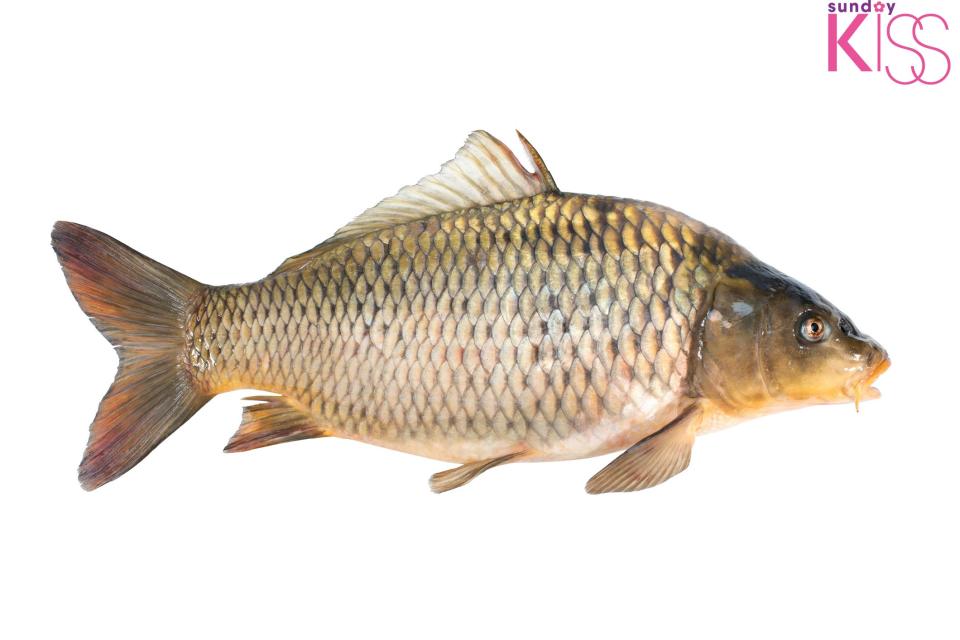 Common carp fish isolated on white background