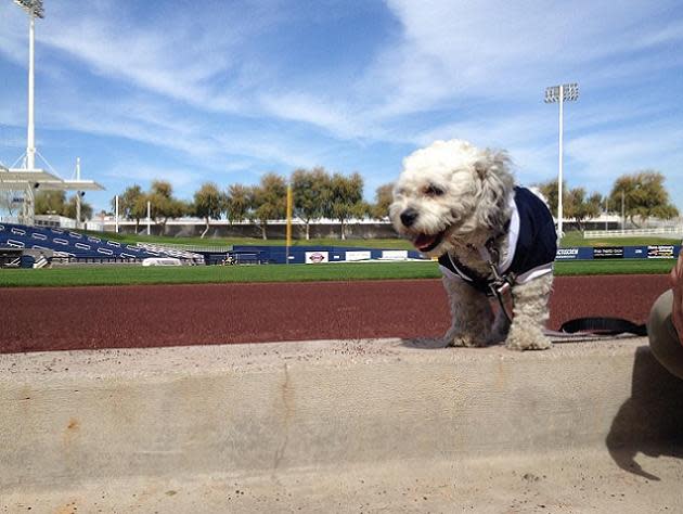 How Hank the stray dog became a hit at Brewers camp