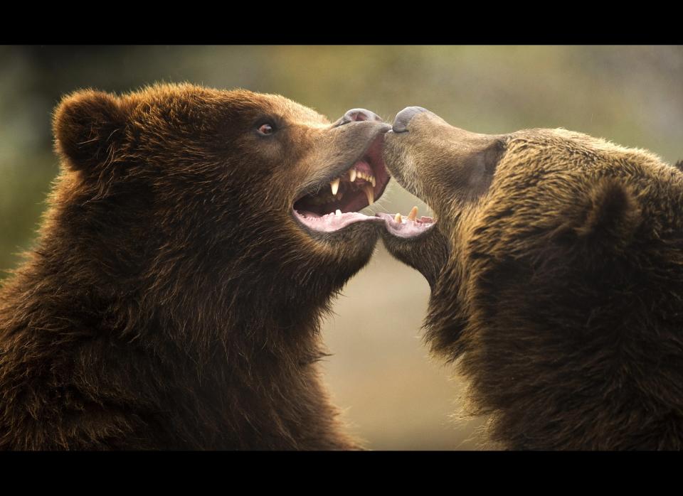 A pair of Brown bears play fight December 21, 2011 at the Bronx Zoo in New York. DON EMMERT/AFP/Getty Images