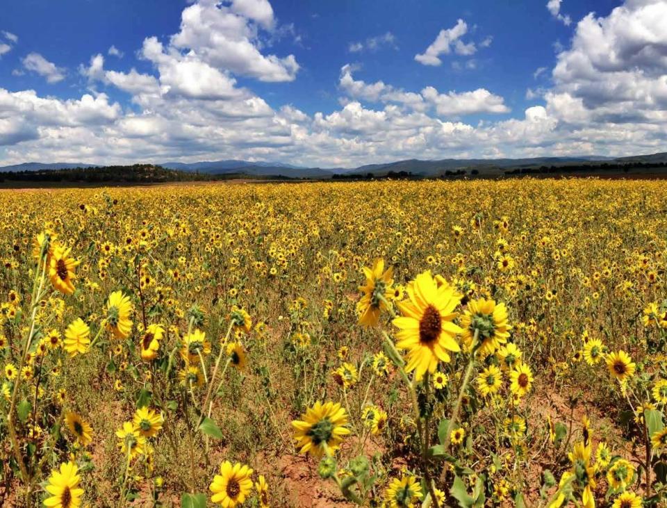 Sunflowers