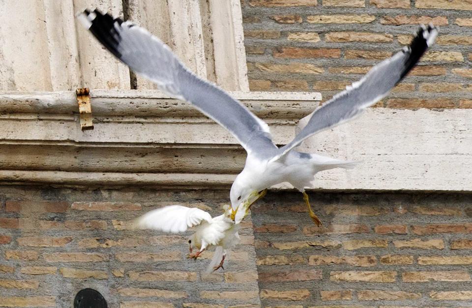 Palomas atacadas