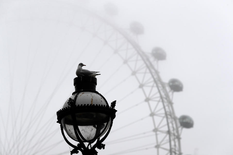 A seagull in London