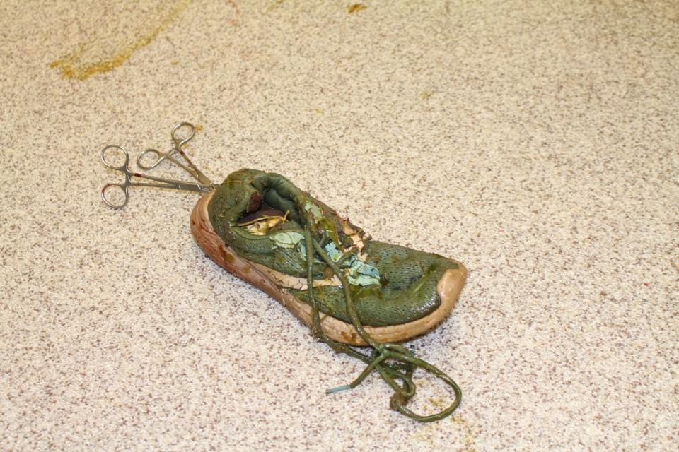 A shoe removed from the stomach of a crocodile.