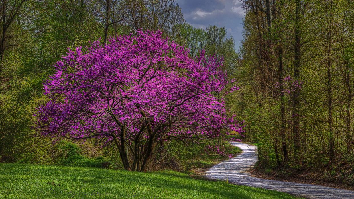 red bud by a gravel road